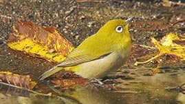 野鳥