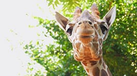 動物園の動物